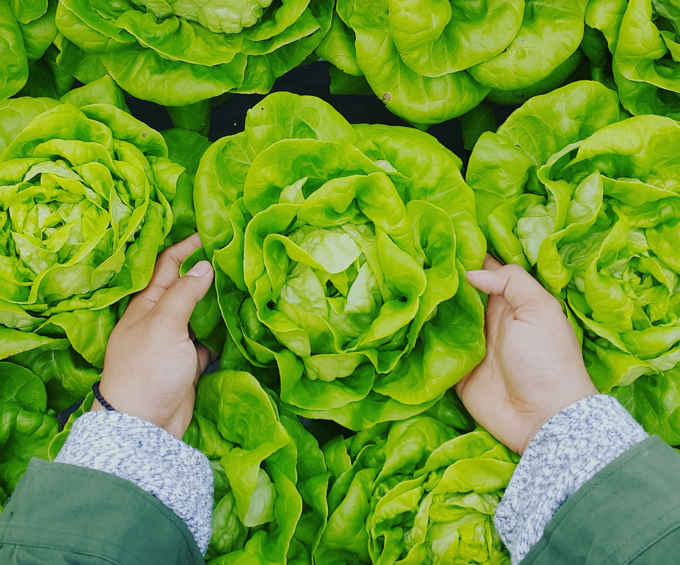 a person holding a head of lettuce