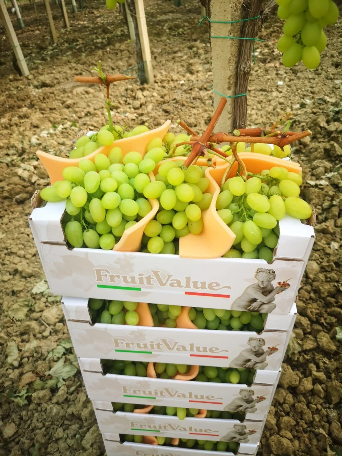 Uva