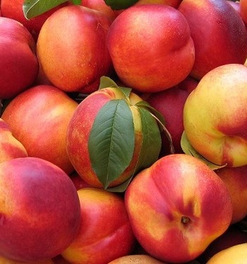 Nectarina