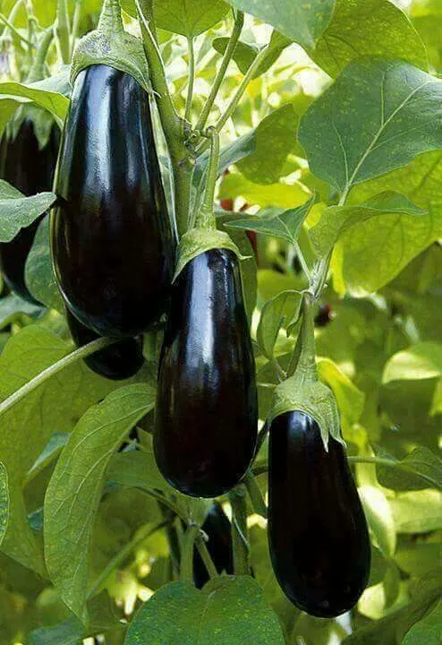 Berenjena
