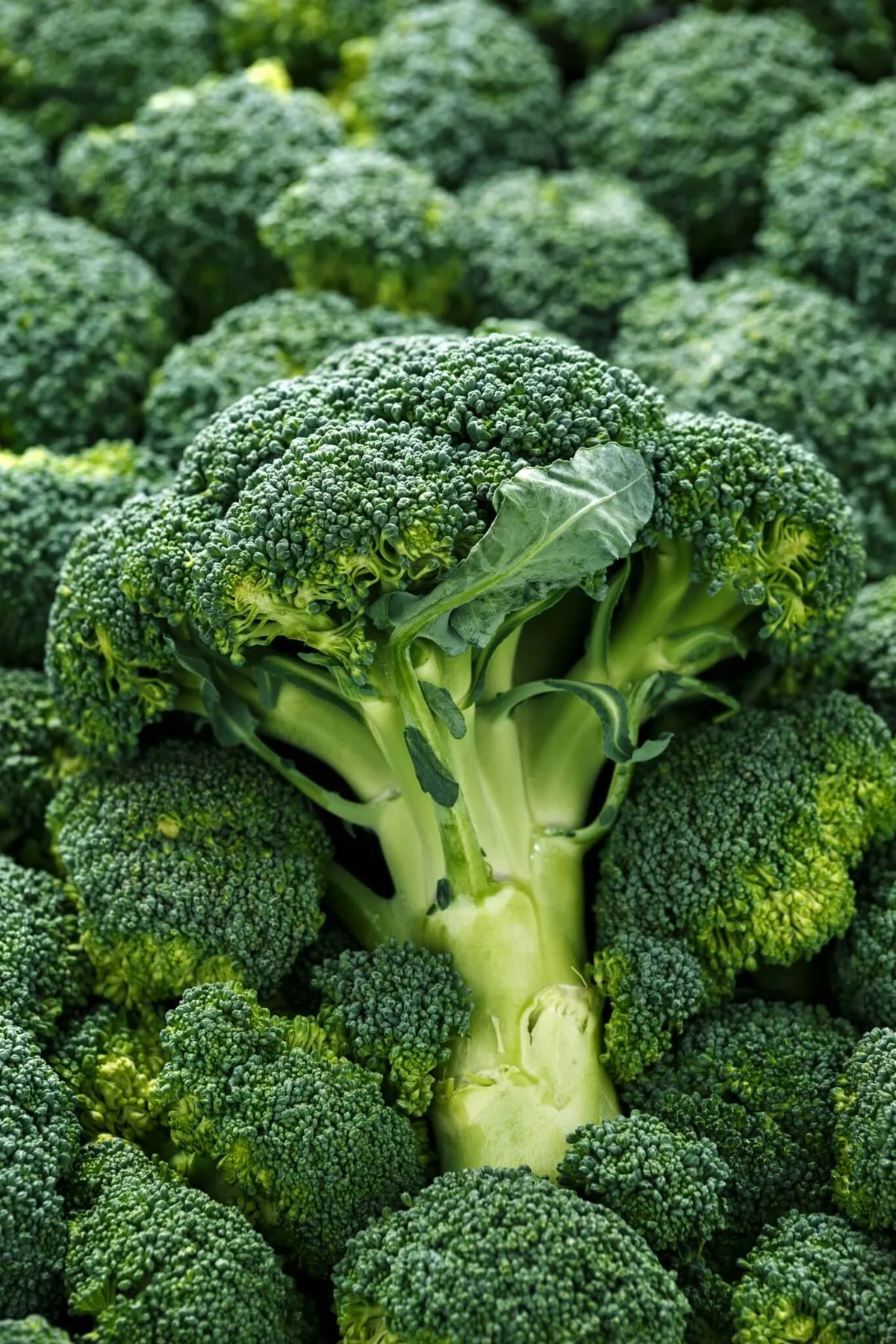 Brócoli