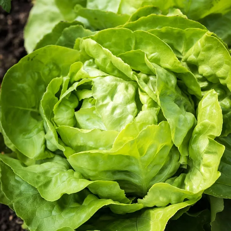 Lechugas