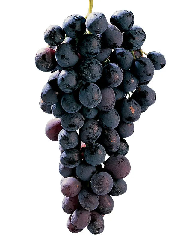 Palieri