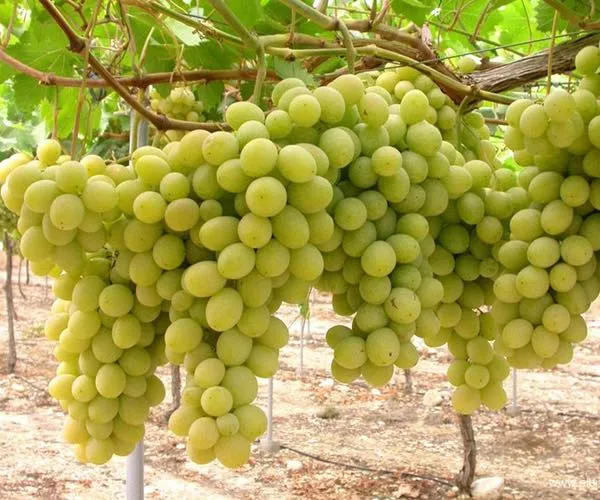 Superior seedless