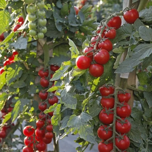 Tomate cherry